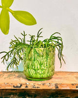 Cactus Ceramic Pot - Plant Daddy