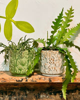 Cactus Ceramic Pot - Plant Daddy