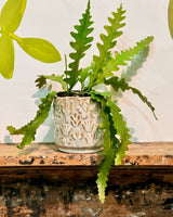 Cactus Ceramic Pot - Plant Daddy