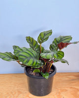 Calathea fasciata - Plant Daddy