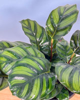 Calathea fasciata - Plant Daddy