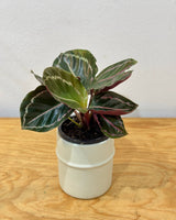 Calathea ‘Jungle Rose' - Plant Daddy