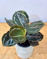 Calathea ‘Jungle Rose' - Plant Daddy
