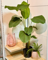 Calathea lutea (Cuban Cigar) - Plant Daddy