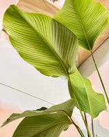 Calathea lutea (Cuban Cigar) - Plant Daddy