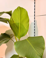 Calathea lutea (Cuban Cigar) - Plant Daddy