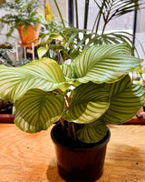 Calathea orbifolia - Plant Daddy