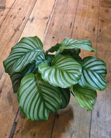 Calathea orbifolia - Plant Daddy