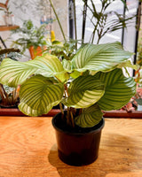 Calathea orbifolia - Plant Daddy
