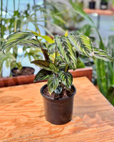 Calathea ornata 'Beauty Star' - Plant Daddy