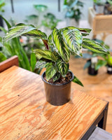 Calathea ornata 'Beauty Star' - Plant Daddy