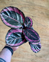 Calathea ‘Princess Jessie’ - Plant Daddy