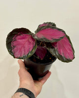 Calathea ‘Rosey’ - Plant Daddy