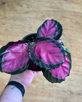 Calathea ‘Rosey’ - Plant Daddy