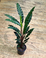 Calathea rufibarba - Plant Daddy
