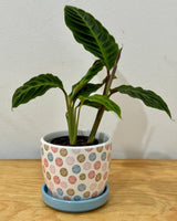 Calathea ‘Tigrina' - Plant Daddy