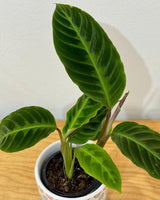 Calathea ‘Tigrina' - Plant Daddy