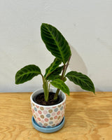 Calathea ‘Tigrina' - Plant Daddy