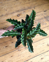 Calathea ‘Velvet Glory’ - Plant Daddy