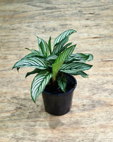 Calathea ‘Vittata’ - Plant Daddy