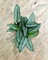 Calathea ‘Vittata’ - Plant Daddy