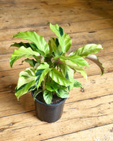 Calathea ‘Yellow Fusion’ - Plant Daddy