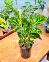 Calathea 'Zebrina' - Plant Daddy