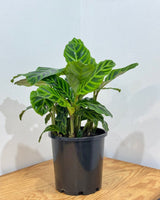 Calathea 'Zebrina' - Plant Daddy
