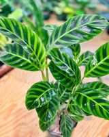 Calathea 'Zebrina' - Plant Daddy