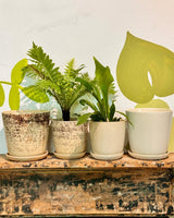 Cali Ceramic Pot - Plant Daddy