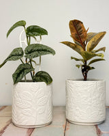 Canopy Ceramic Pot - Plant Daddy