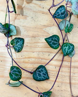 Ceropegia woodii (Chain of Hearts) - Plant Daddy