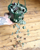 Ceropegia woodii (Chain of Hearts) - Plant Daddy