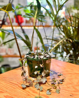 Ceropegia woodii (Chain of Hearts) - Plant Daddy