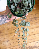 Ceropegia woodii (Chain of Hearts) - Plant Daddy