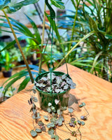 Ceropegia woodii (Chain of Hearts) - Plant Daddy