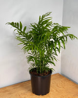 Chamaedorea elegans (Parlour Palm) - Plant Daddy