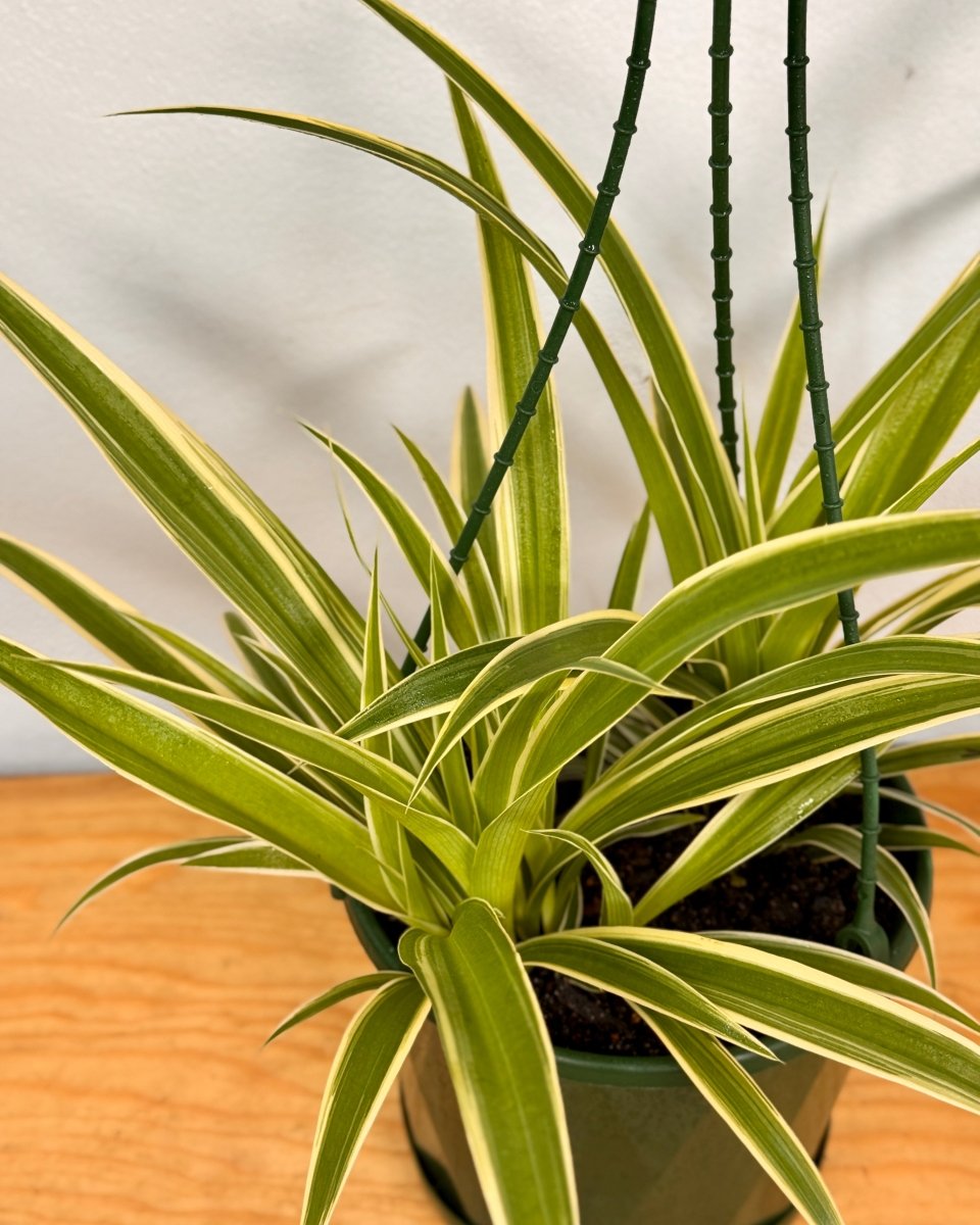 spider plant australia Chlorophytum (Spider Plant)