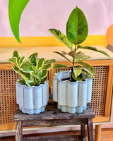 Cloud Burst Ceramic Pot - Plant Daddy