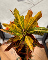 Codiaeum variegatum var. - Plant Daddy