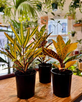 Codiaeum variegatum var. - Plant Daddy