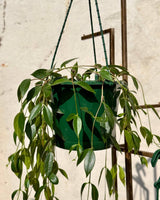 Codonanthe crassifolia (Bell Flower) - Plant Daddy