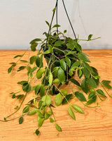 Codonanthe crassifolia (Bell Flower) - Plant Daddy