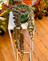 Columnea gloriosa ‘Purpurea’ - Plant Daddy