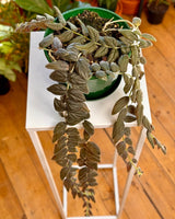 Columnea gloriosa ‘Purpurea’ - Plant Daddy