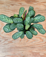 Ctenanthe amagris - Plant Daddy