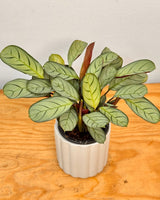 Ctenanthe amagris - Plant Daddy