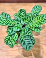 Ctenanthe burle - marxii - Plant Daddy
