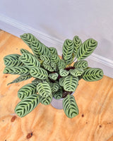 Ctenanthe burle-marxii - Plant Daddy