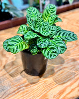 Ctenanthe burle - marxii - Plant Daddy
